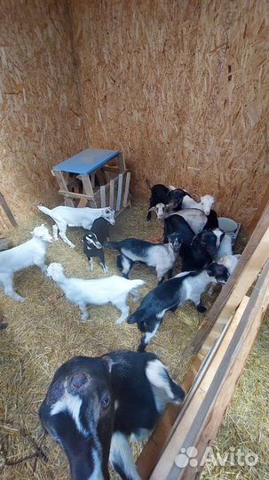 Козлята ламанча