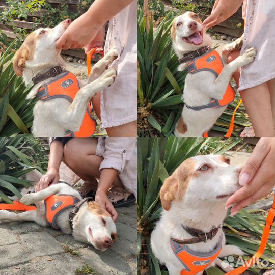 Девочка в добрые руки