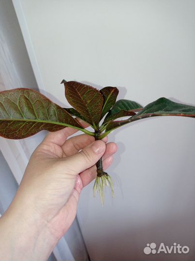 Кодиеум кротон