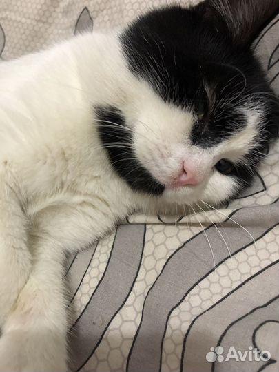 Котик