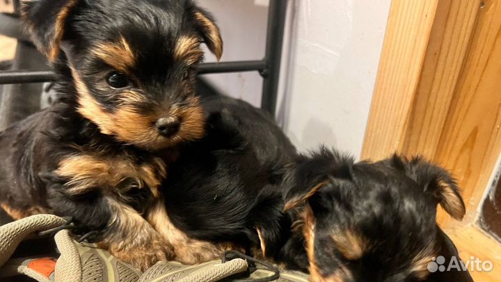 Йоркширский мини