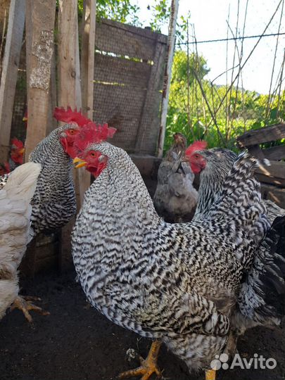 Петухи Амрокс 10 мес