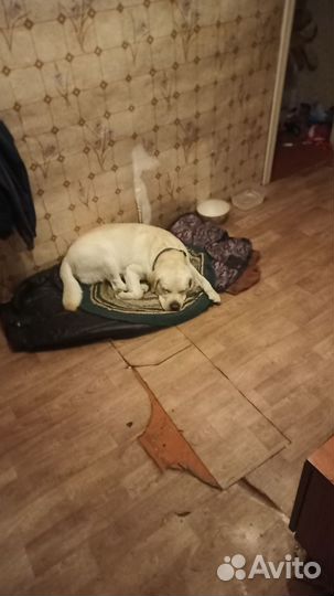 Кобель лабрадора вязка