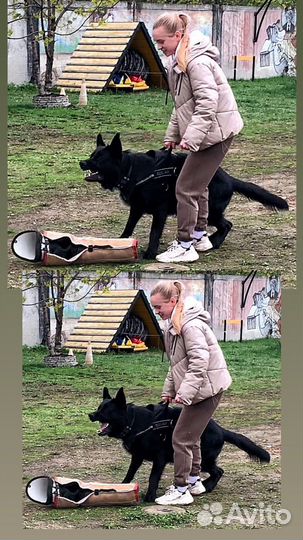 Кобель немецкой овчарки для вязки