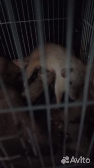 Крыса дамбо сиамская и рэкс