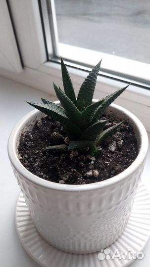 Суккуленты