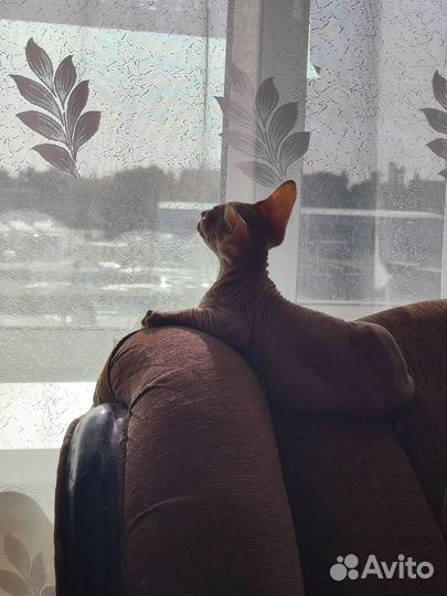 Сфинкс котенок мальчик