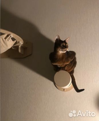 Когтеточка настенная