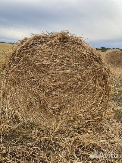 Сено в рулонах луговое,суданка, просянка