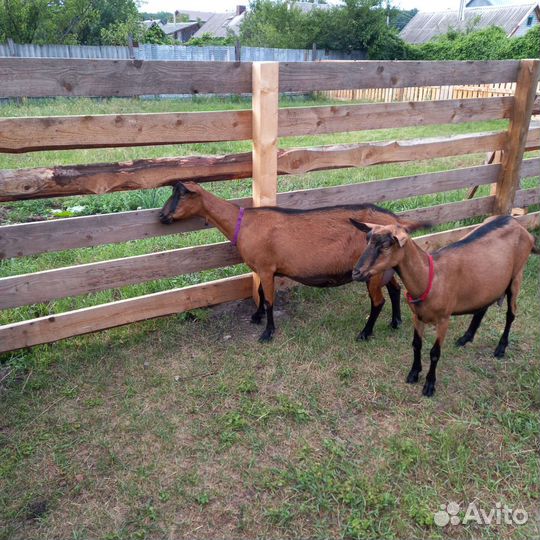 Чешские козы