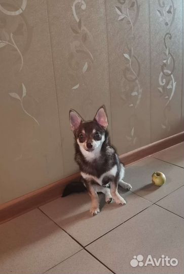 Щенки помчи