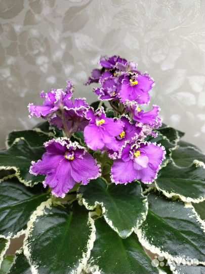 Сортовые фиалки цветущие