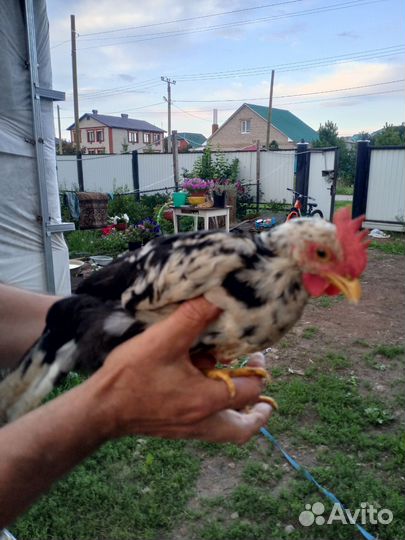 Долматинец петух