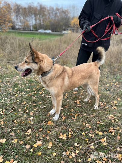 Собака из приюта