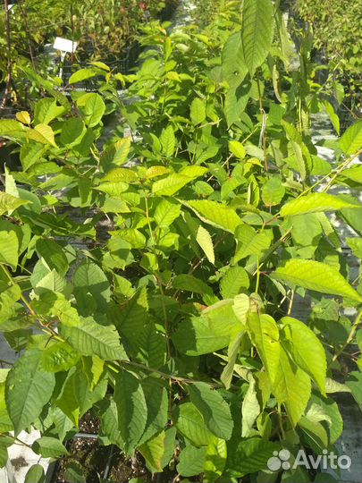 Саженцы черешни