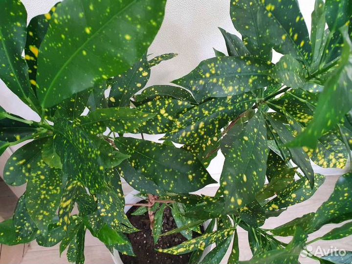 Комнатные цветы Кодиеум (кротон) 