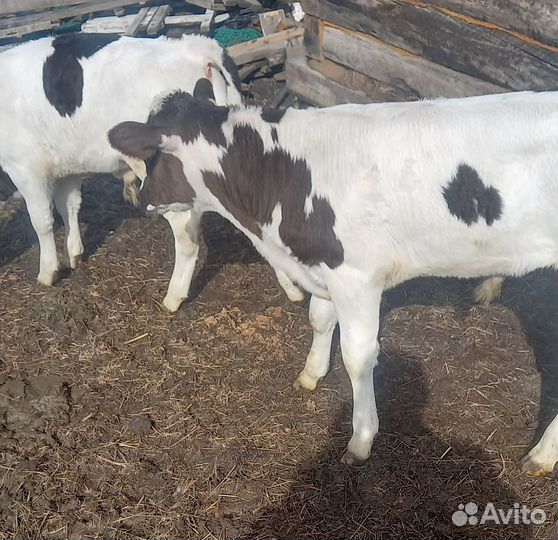 Телята бычки