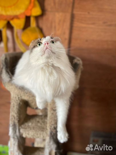Котик ищет дом