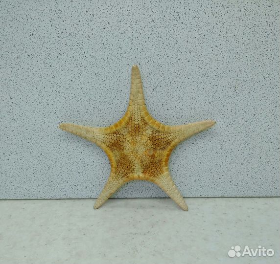 Звезда 7,9 морской сувенир подарок