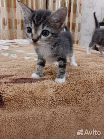 Кошки в добрые руки
