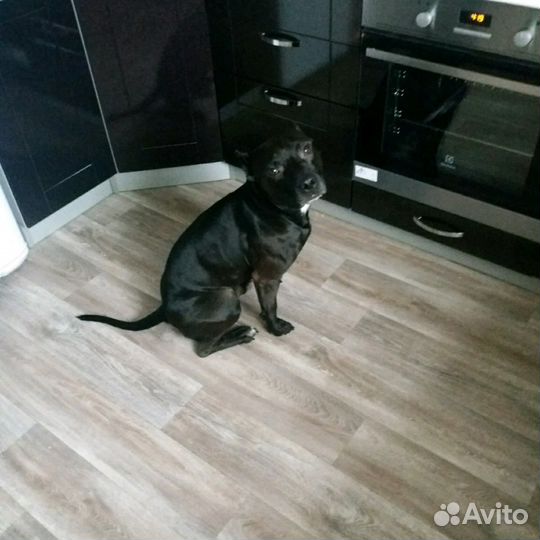 Вязка питбуль