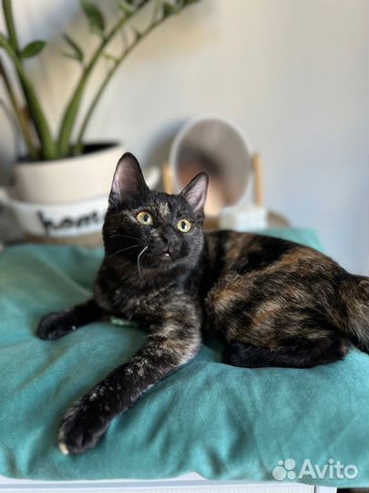 Отдам котенка