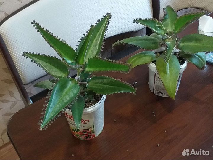 Каланхоэ
