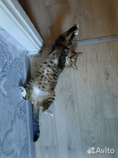 Котик в добрые руки