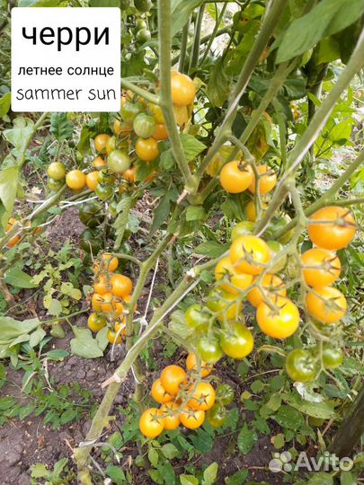 Семена томатов черри