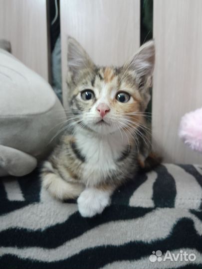 Котенок девочка) 2 мес