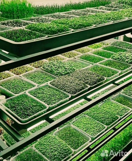 Микрозелень