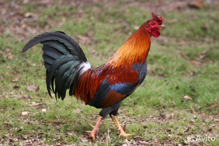 Молодые петушки