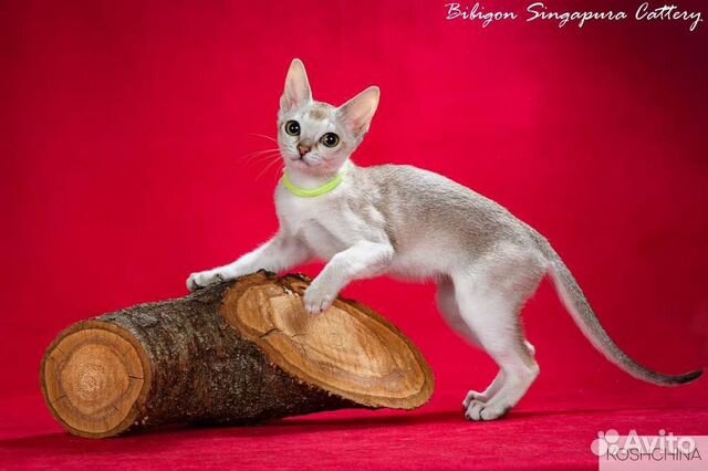 Котята породы Сингапура из питомника Бибигон объявление продам