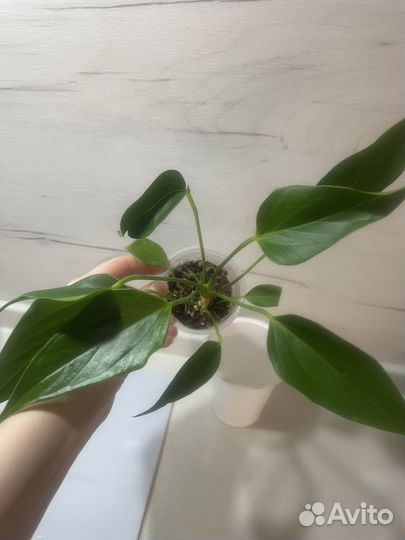 Антуриум лили розовый