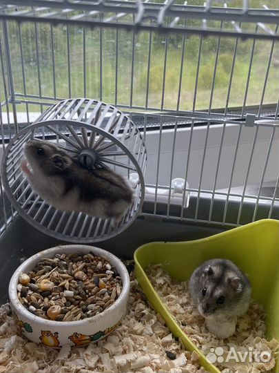 Джунгарский хомяк бесплатно