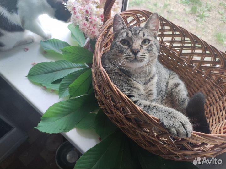Котик-подросток в добрые руки