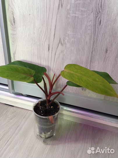 Медуза филодендрон