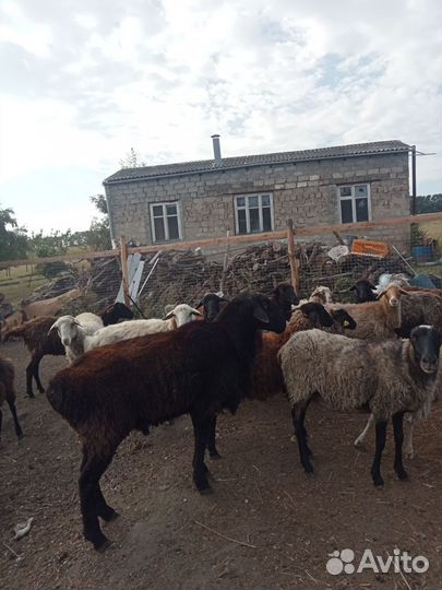 Овцы бараны