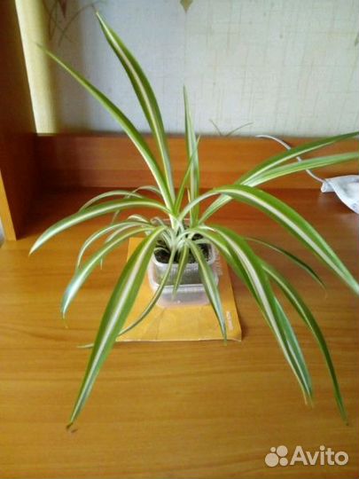 Хлорофитум1