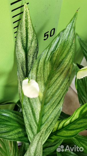 Вариегатный Спатифиллум Сильвер Купидо редкий сорт