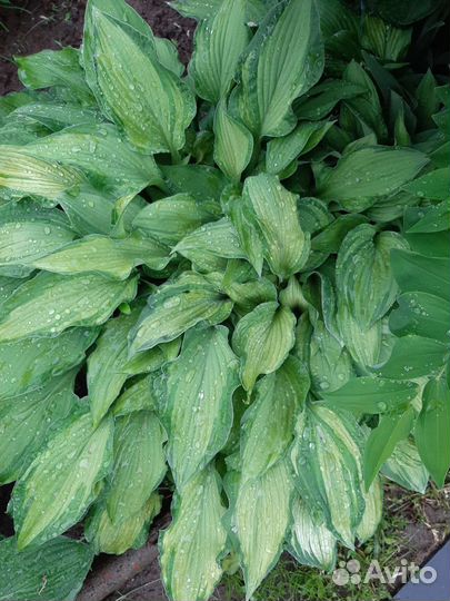 Хоста, ирисы