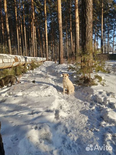 Отдам бесплатно