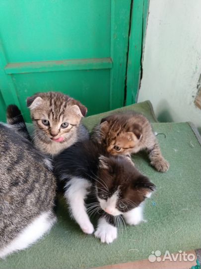 Вислоухие котята