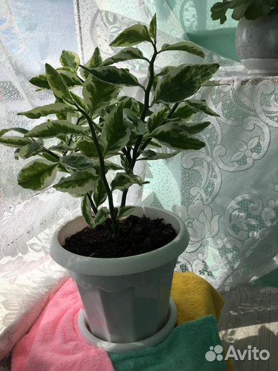 Фикус. Комнатное растение