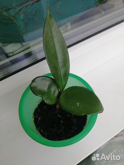 Хойя Карноза