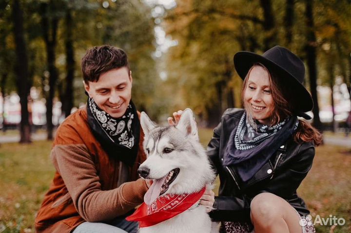 Аренда хаски для фотосессий