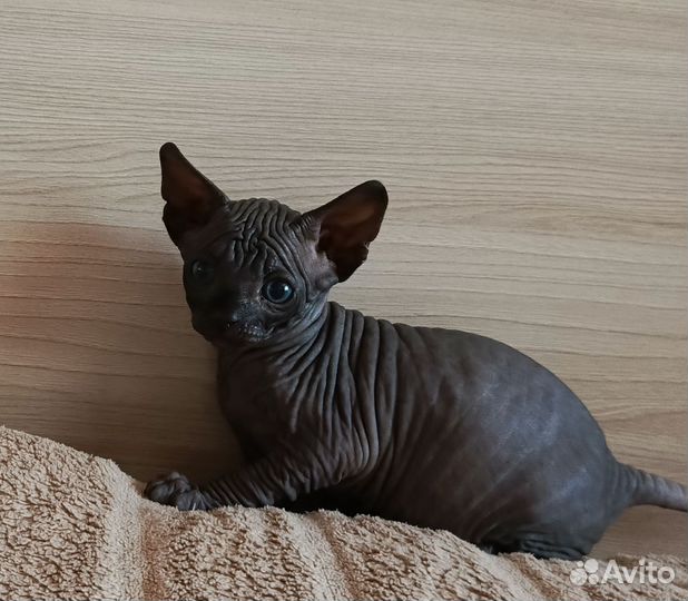 Канадский сфинкс