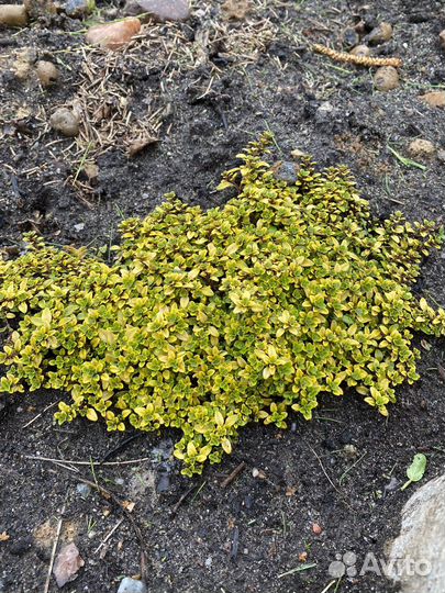 Тимьян (чабрец) ползучий