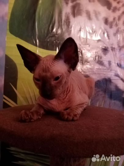 Канадский сфинкс котенок