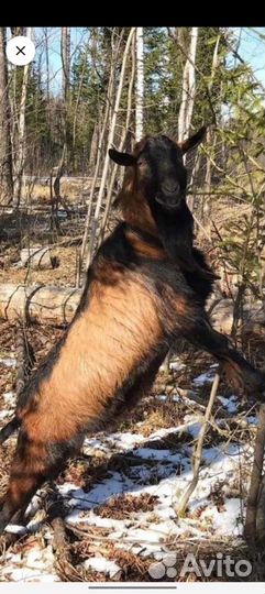 Чешский козел